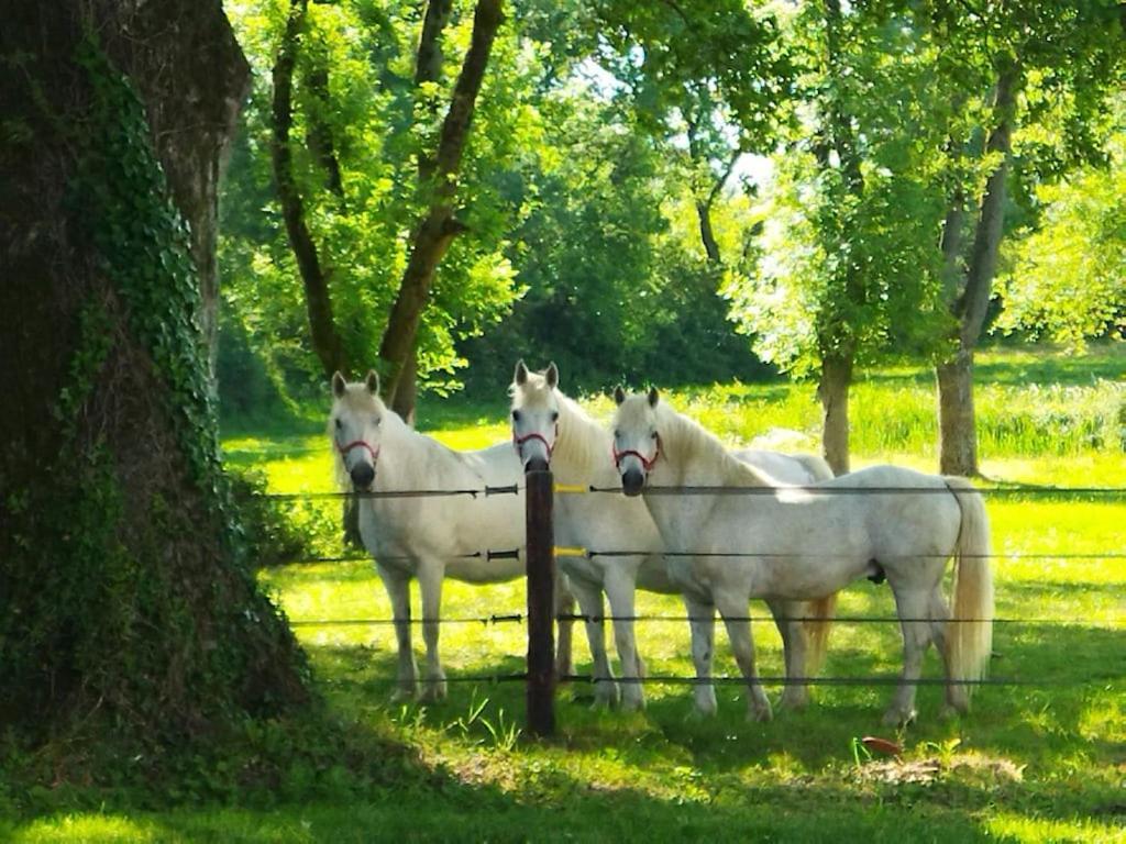 Maison De Campagne Au Coeur D'Un Elevage De Poneys Connemara Le Landreau Екстер'єр фото