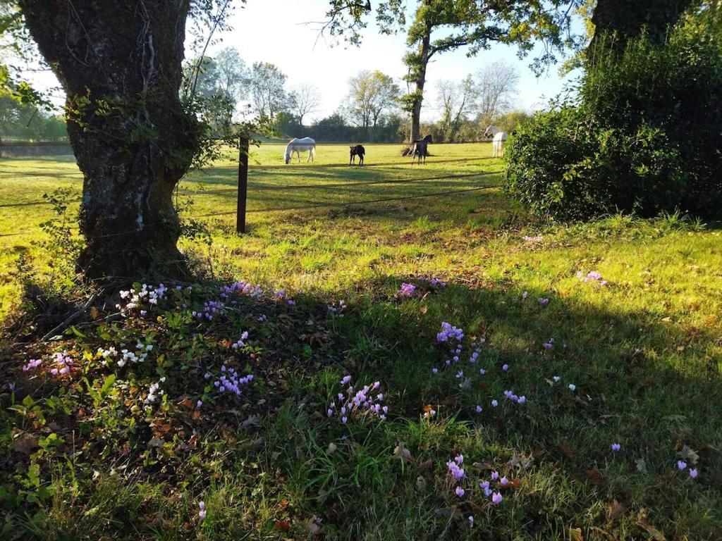 Maison De Campagne Au Coeur D'Un Elevage De Poneys Connemara Le Landreau Екстер'єр фото